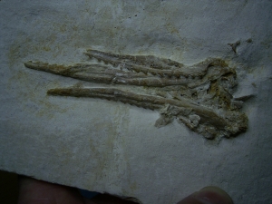 Pleurosaurus Schädel aus Solnhofen