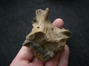 Hyena skull fragment with tooth