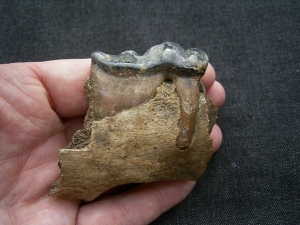 Hyena skull fragment with tooth