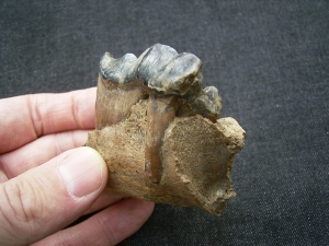 Hyänen Schädelfragment mit Zahn
