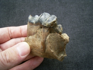 Hyena skull fragment with tooth