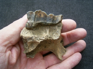 Hyena skull fragment with tooth