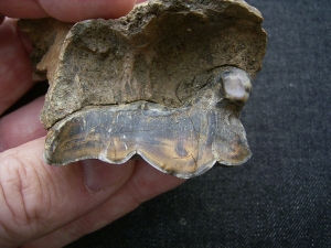 Hyena skull fragment with tooth