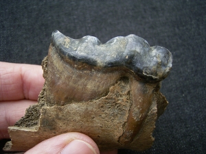 Hyena skull fragment with tooth