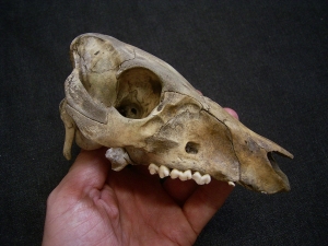 Wild boar skull