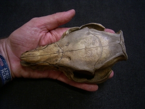 Wild boar skull