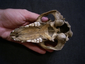 Wild boar skull