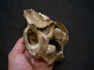 Wild boar skull