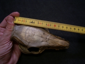 Wild boar skull