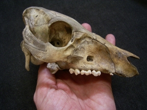 Wild boar skull
