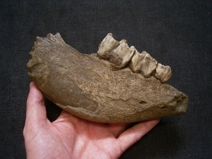 Nashorn Kiefer mit drei Zähnen, Coelodonta antiquitatis