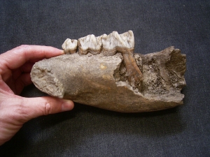 Rhinoceros jaw with three teeth, Coelodonta antiquitatis
