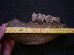 Rhinoceros jaw with three teeth, Coelodonta antiquitatis