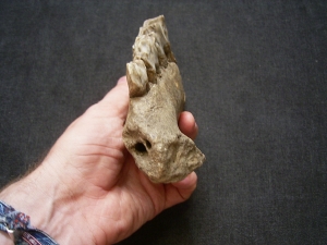 Rhinoceros jaw with three teeth, Coelodonta antiquitatis
