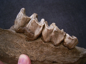 Rhinoceros jw with three teeth, Coelodonta antiquitatis