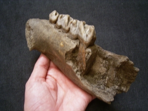 Nashorn Kiefer mit drei Zähnen, Coelodonta antiquitatis