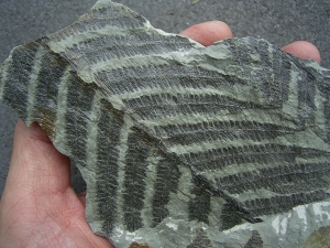 Plant fossil permian age