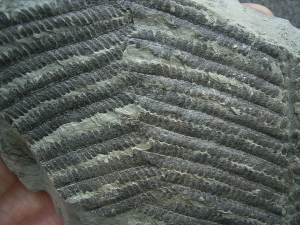 Pflanzenfossil aus dem Perm von Bad Sobernheim