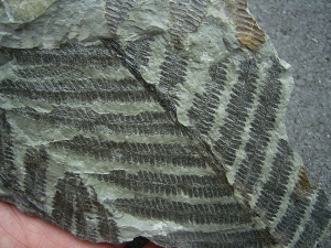 Plant fossil permian age