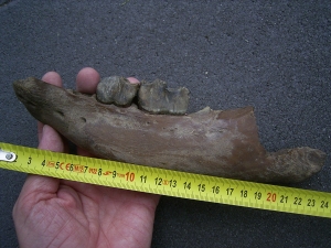 Rhino jaw, juvenile individual, interesting teeth status