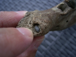 Rhino jaw, juvenile individual, interesting teeth status