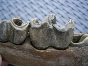 Rhino jaw, juvenile individual, interesting teeth status