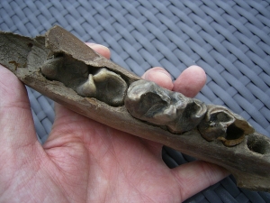 Rhino jaw, juvenile individual, interesting teeth status