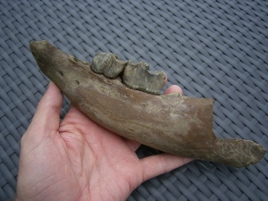 Rhino jaw, juvenile individual, interesting teeth status