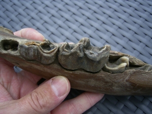 Rhino jaw, juvenile individual, interesting teeth status