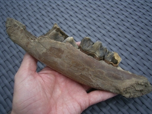Rhino jaw, juvenile individual, interesting teeth status