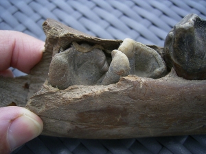 Rhino jaw, juvenile individual, interesting teeth status