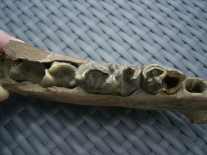 Rhino jaw, juvenile individual, interesting teeth status