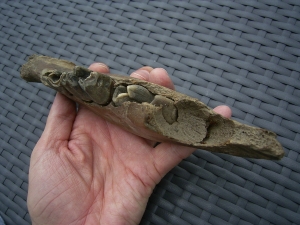 Rhino jaw, juvenile individual, interesting teeth status