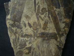 Equisetites-Platte mit Sporeophyllkörpern