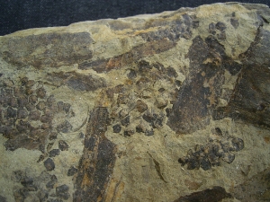 Equisetites-Platte mit Sporeophyllkörpern