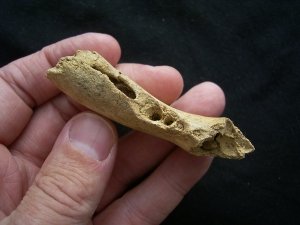 Cave bear Baby jaw