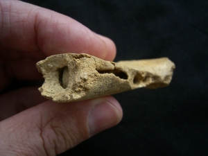 Cave bear Baby jaw