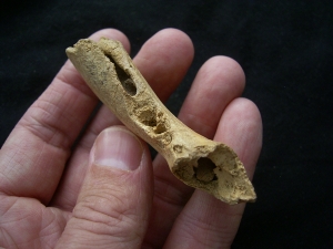 Cave bear Baby jaw