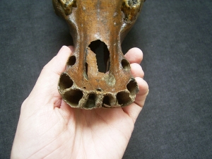 Horse skull - pleistocene age