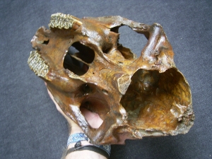 Horse skull - pleistocene age