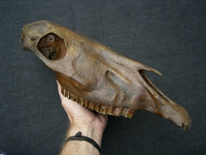 Horse skull - pleistocene age