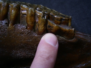 Horse skull - pleistocene age