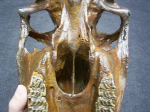 Horse skull - pleistocene age