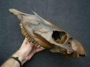Pferdeschädel aus dem Pleistozän