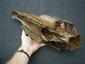 Horse skull - pleistocene age