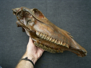 Horse skull - pleistocene age