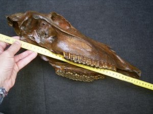 Horse skull - pleistocene age