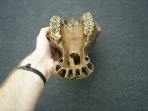 Horse skull - pleistocene age