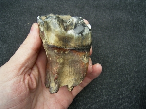 Two big sized molars of Wooly Rhinoceros