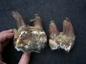 Two big sized molars of Wooly Rhinoceros